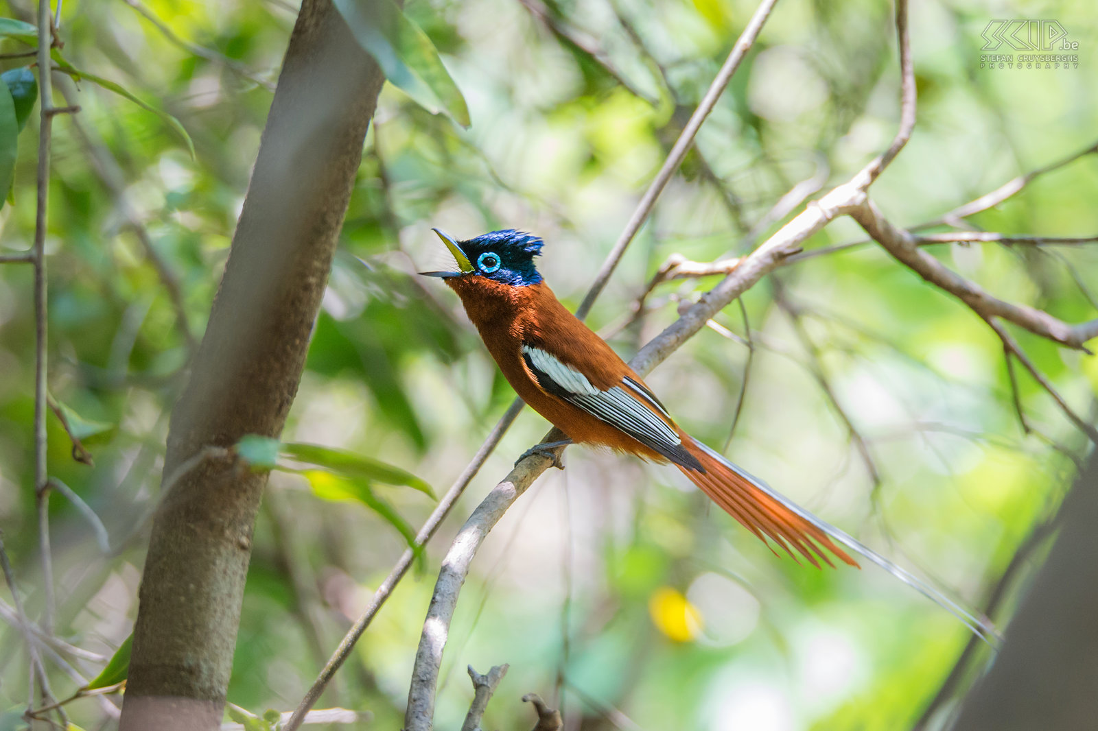 Isalo - Madagascar paradise-flycatcher In the canyon to the blue and black pool we spotted a beautiful Malagasy paradise flycatcher (Terpsiphone mutata). Stefan Cruysberghs